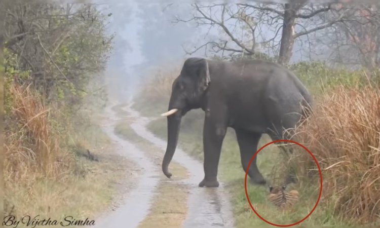 Watch: Prowling tiger bows to ‘titan herd’ of elephants