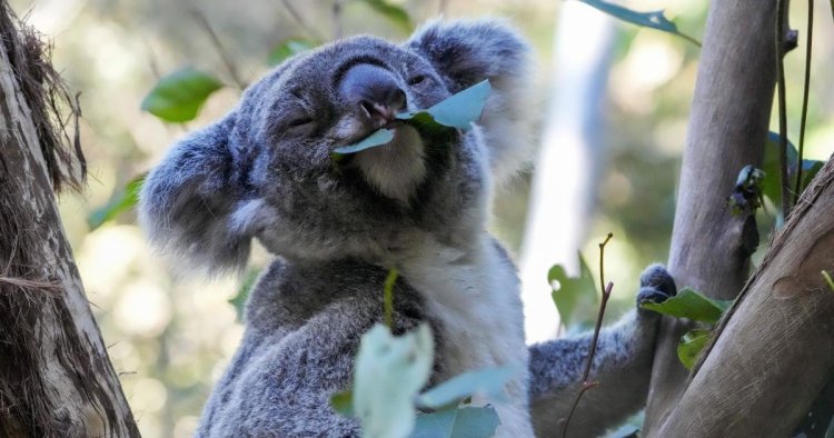 Wild koalas get chlamydia vaccine in trial to protect the species