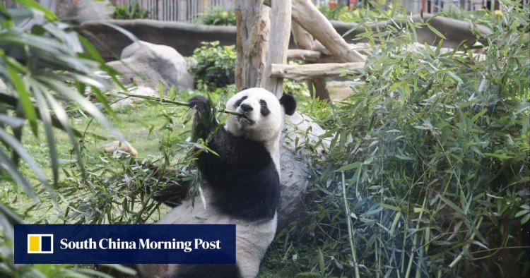 New pandas in Hong Kong? Ocean Park, city in discussions about obtaining pair from Beijing