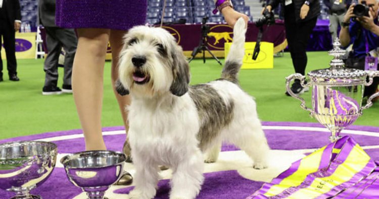Buddy Holly wins best in show at Westminster dog show