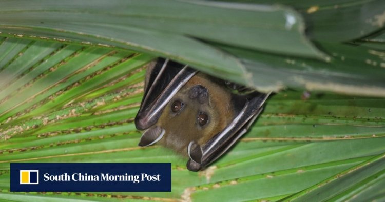 Some bats make better virus hosts than others, Chinese researchers find
