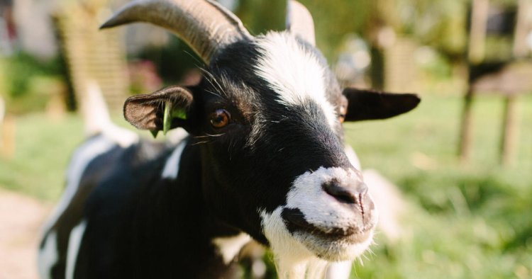 Oklahoma police searching for someone yelling "help" instead find goat