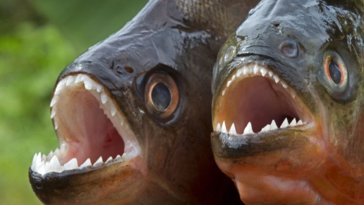 Piranhas swarm 8 tourists at Brazilian resort, leaving them with bloody legs and feet