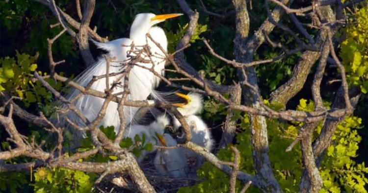 Nature: Egrets and chicks