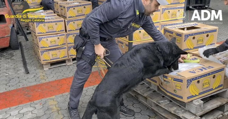 Italian police dog sniffs out 3 tons of cocaine hidden in banana shipment
