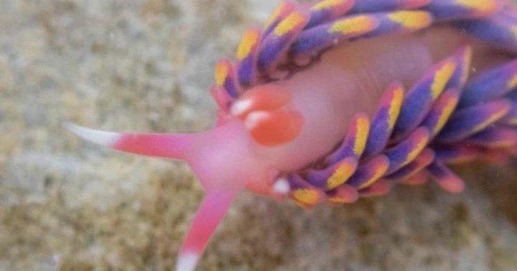 "Extremely rare" bright rainbow sea slug found in U.K.