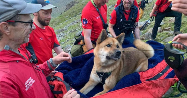 "Injured and exhausted" dog rescued from England's highest mountain