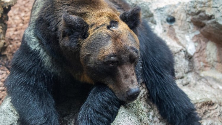 Bear spotted with waders in mouth may have eaten angler
