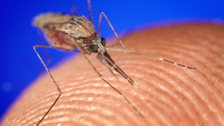 What mosquitoes are most attracted to in human body odor is revealed