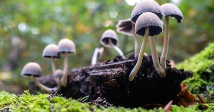 Oregon to open first psilocybin therapy treatment center in U.S.