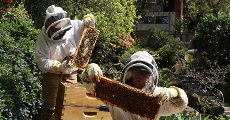 Weird Winter Put Bay Area Beekeepers to the Test