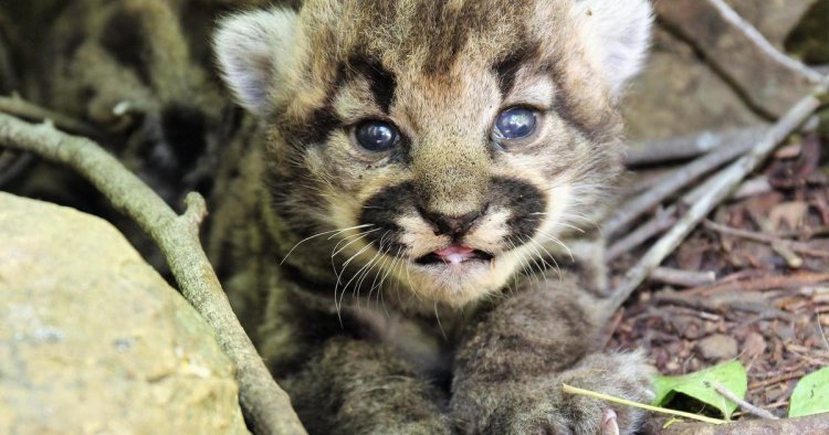 Mountain lion gives birth to all-female litter of kittens in wilderness near LA
