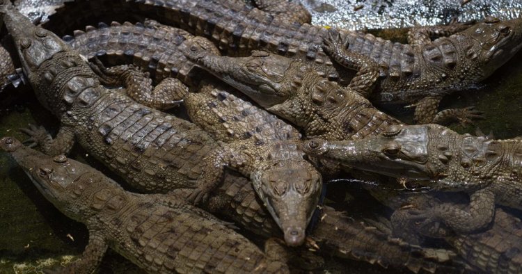Man killed by 40 crocodiles that "pounced" after he fell into enclosure