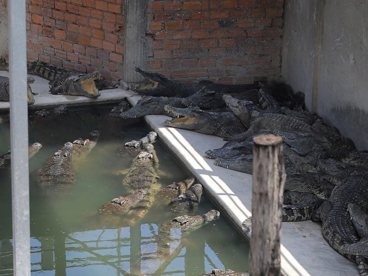 A farmer who fell in an enclosure of 40 crocodiles was 'pounced' upon by the reptiles and devoured, report says