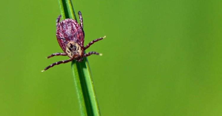 Number of tick-borne disease cases on the rise in the U.S.