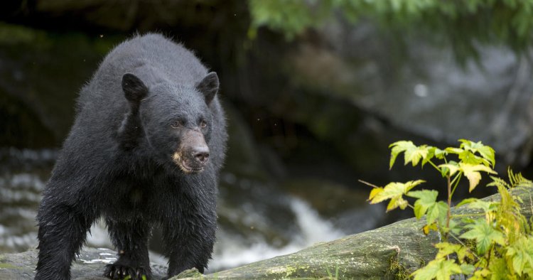 Woman seriously injured in Minnesota bear attack