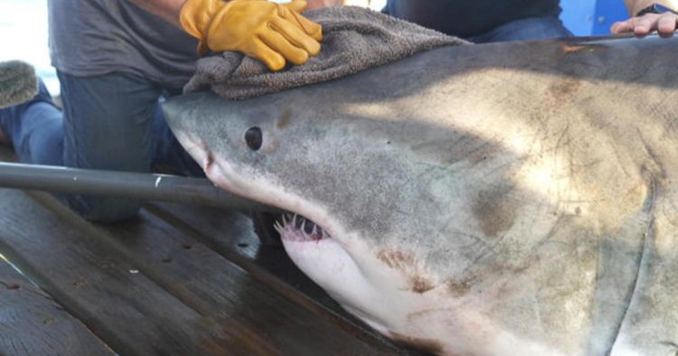 Scientists work to discover where great white sharks mate in the Atlantic
