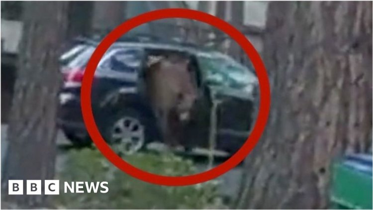See how police carefully freed a bear trapped inside a car