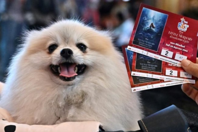 Paws and popcorn: Thai cinema goes pet-friendly