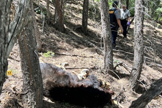 Black Bear Kills Arizona Man in ‘Highly Uncommon’ Attack