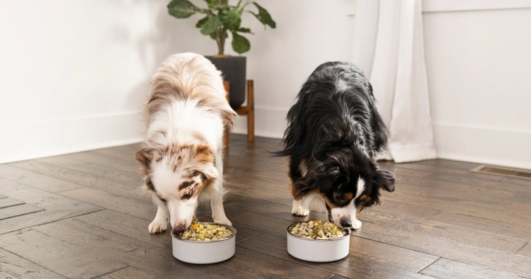 Get 50% Off Nutritious, Fresh Food for Your Dog With a Nom Nom Subscription