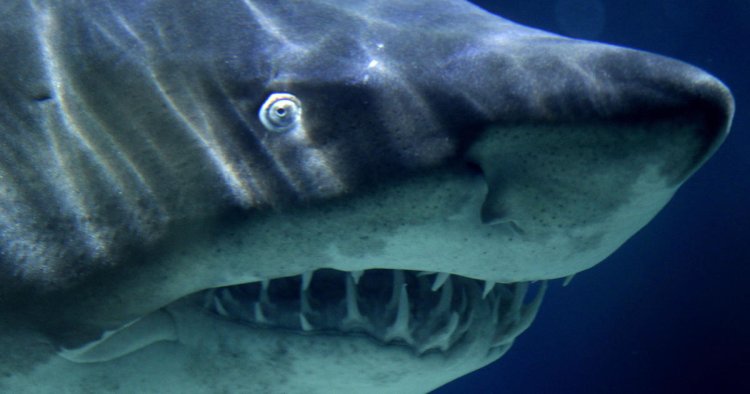 Russian man killed in rare shark attack off Egypt's Red Sea coast