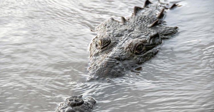 Crocodile made herself pregnant - a first for her species