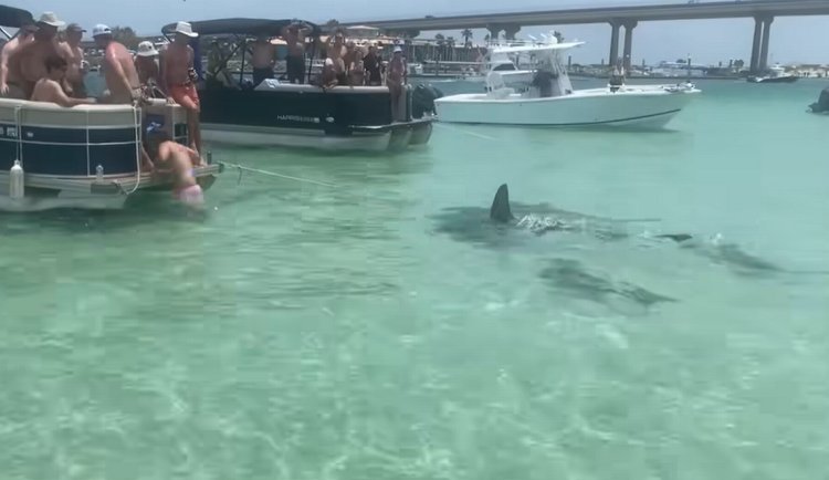 Hammerhead sharks suddenly surround boaters in Alabama. Watch the scene unfold