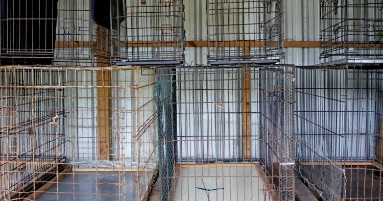 146 dogs found dead in home of Ohio dog shelter's founding operator