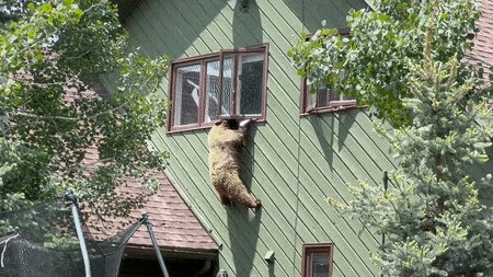 Bear Breaks Into Colorado Home, Eats Pork Chops, and Leaves