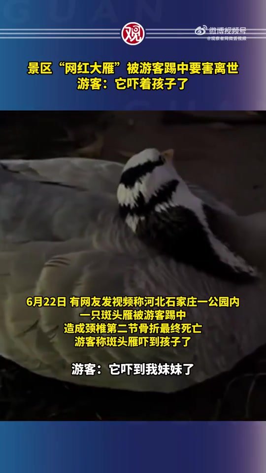 景区“网红大雁”被游客踢中要害离世 游客：它吓着孩子了