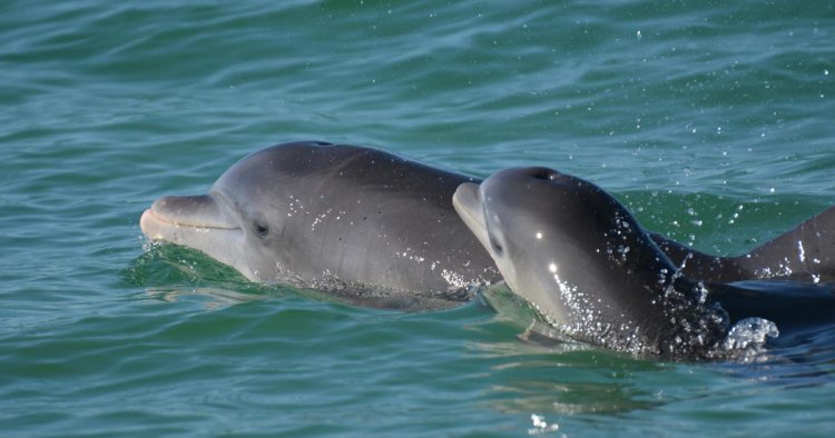 Dolphins use baby talk when communicating with calves, study finds