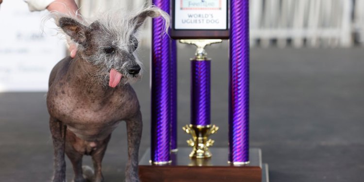 A Dog Named Scooter Has Won an Award for Being Ugly