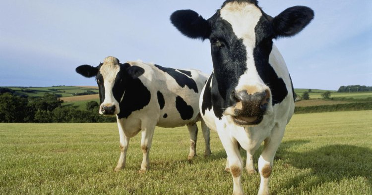 California man sentenced in cow manure Ponzi scheme