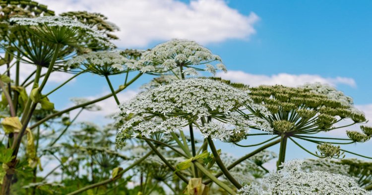 This giant flower can cause burns. What is giant hogweed?