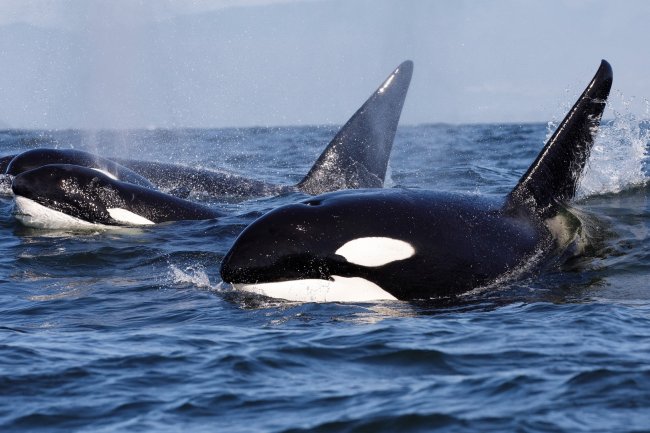 Why is the internet in love with the ‘orca uprising’?