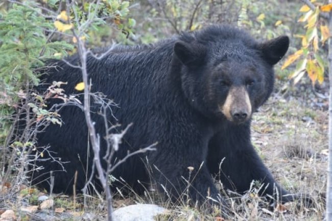 Alberta hiker fined $7,500 for shooting black bear in Jasper National Park