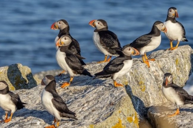 How Newfoundland puffins helped save the bird's population in Maine