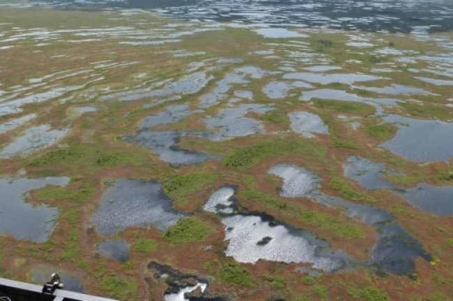 Peatlands are a massive carbon sink, but they are burning more often due to climate change