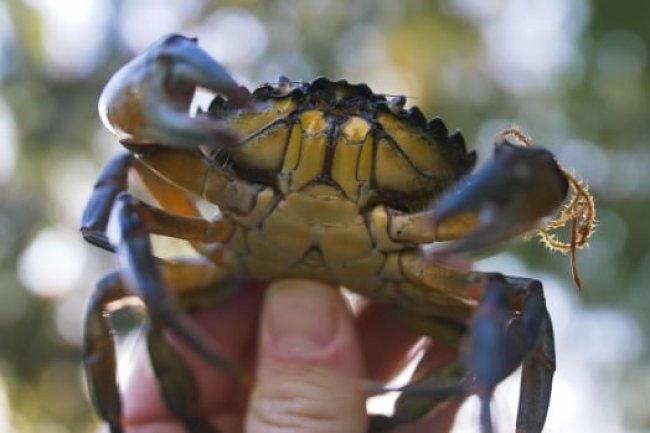 Invasive crabs are hitting B.C. waters. Can we eat our way out of the problem?