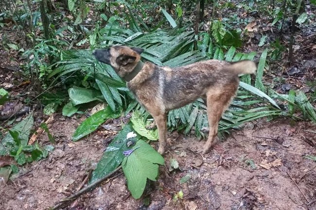 Colombian Military Calls Off Search for Wilson the Rescue Dog
