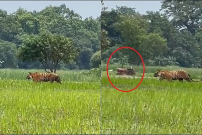 Tiger strolls casually in paddy field as farmer ploughs field behind. Viral video