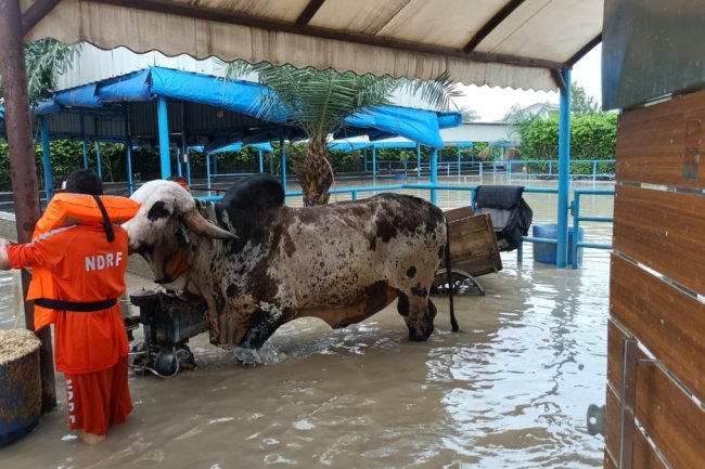 Bull costing Rs 1 crore rescued from flood-hit area in Noida