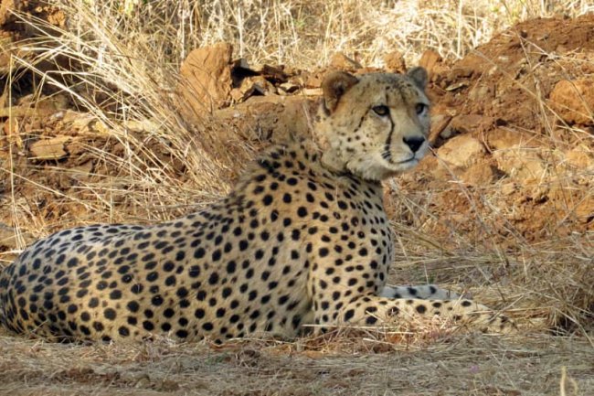 Explained: Why Are Kuno`s Cheetahs Dying?
