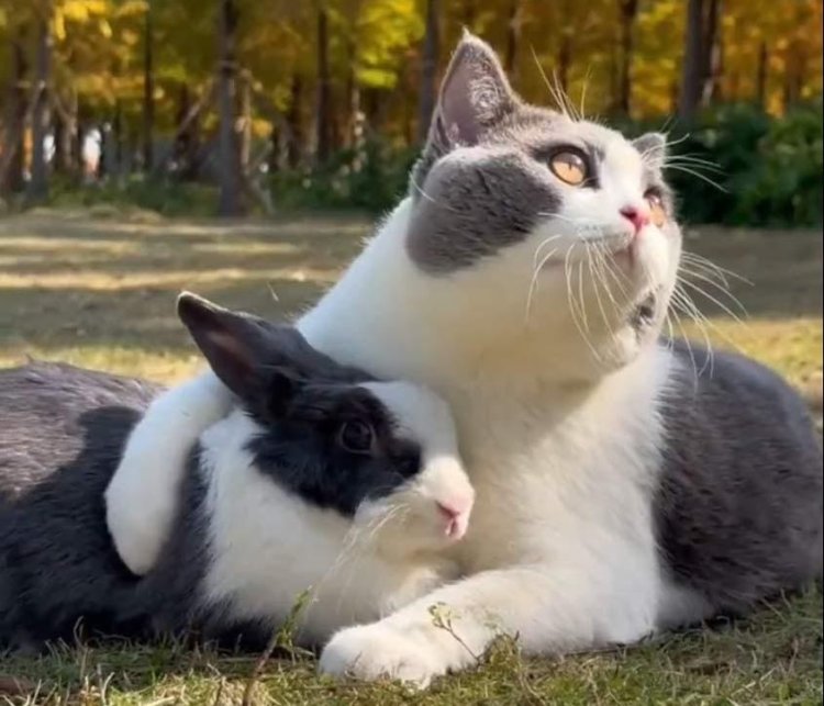 Move Over Indiana Jones—This Cat And Bunny Have Taken Twitter By Storm