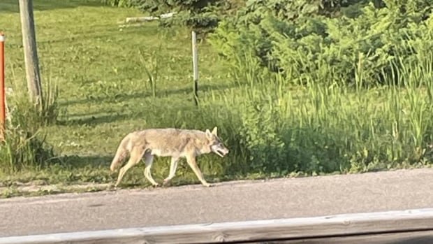 4-year-old boy injured in second attack by coyote in North Kildonan area