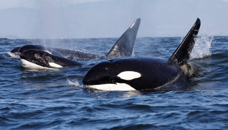Why is the internet in love with the ‘orca uprising’?
