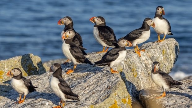 How Newfoundland puffins helped save the bird's population in Maine