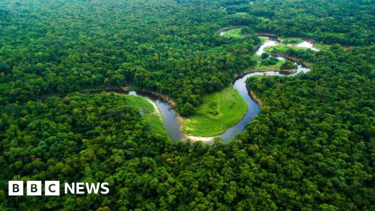 [World] Amazon deforestation down by a third in 2023, says Brazilian government