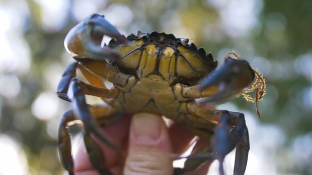 Invasive crabs are hitting B.C. waters. Can we eat our way out of the problem?